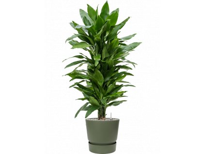 42795 1 dracaena fragrans janet lind v obalu greenville substrat vulkastrat prumer 30 cm