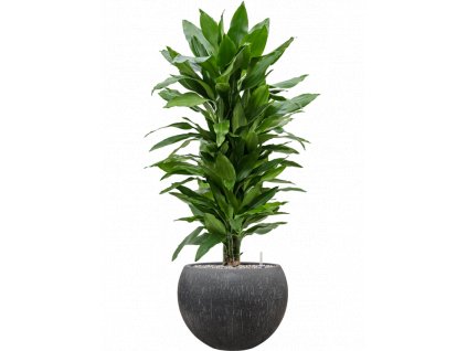 42822 1 dracaena fragrans janet lind v obalu baq raindrop substrat vulkastrat prumer 42 cm