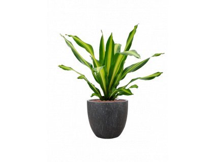 42861 1 dracaena fragrans burley v obalu baq raindrop hydroponie prumer 37 cm