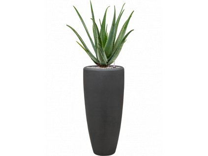42870 1 aloe vera barbadensis v obalu baq polystone plain substrat vulkastrat prumer 30 cm