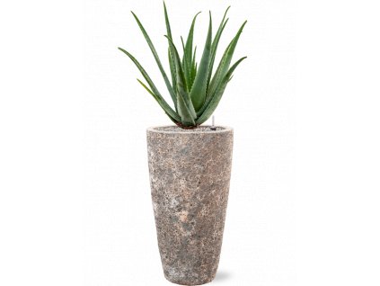 42876 1 aloe vera barbadensis v obalu baq lava substrat vulkastrat prumer 35 cm