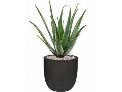 42885 1 aloe vera barbadensis v obalu capi urban smooth nl substrat vulkastrat prumer 35 cm