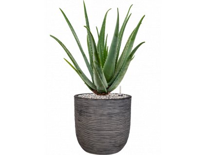 42888 1 aloe vera barbadensis v obalu capi nature rib nl substrat vulkastrat prumer 35 cm