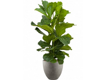 42897 1 ficus lyrata v obalu grigio hydroponie prumer 40 cm