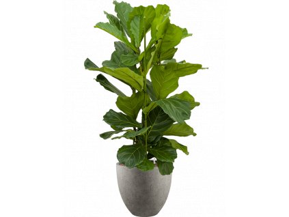 42900 1 ficus lyrata v obalu grigio hydroponie prumer 40 cm