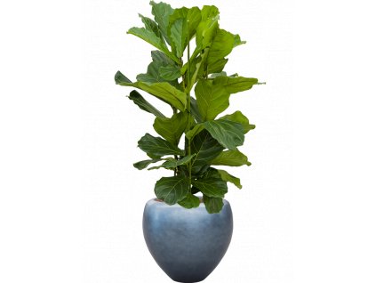 42906 1 ficus lyrata v obalu baq metallic silver leaf hydroponie prumer 50 cm