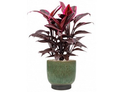 42915 1 cordyline fruticosa mambo v obalu linn substrat vulkastrat prumer 25 cm