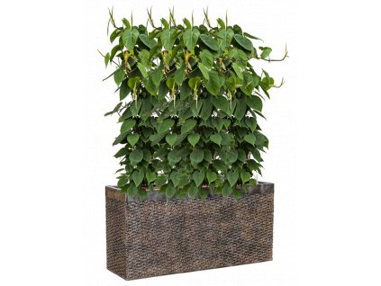 42963 1 philodendron scandens v obalu baq luxe lite universe layer hydroponie prumer 100 cm