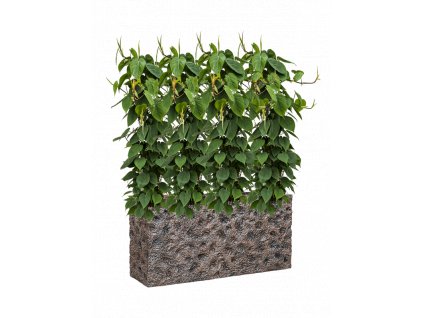 42966 1 philodendron scandens v obalu baq luxe lite universe moon hydroponie prumer 100 cm