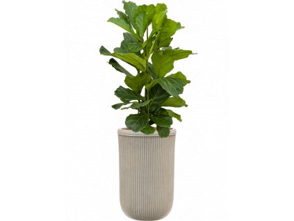 42999 1 ficus lyrata v obalu baq vertical rib hydroponie prumer 37 cm