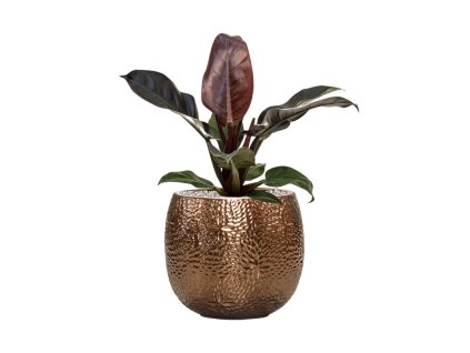43011 1 philodendron imperial red v obalu marly substrat vulkastrat prumer 30 cm