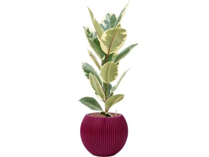 43068 1 ficus elastica tineke v obalu capi nature groove special hydroponie prumer 29 cm