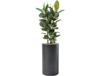 43125 1 ficus elastica robusta v obalu baq basic substrat vulkastrat prumer 40 cm