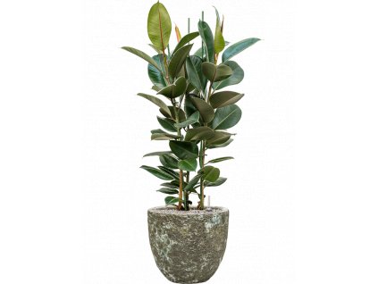 43128 1 ficus elastica robusta v obalu baq lava substrat vulkastrat prumer 36 cm