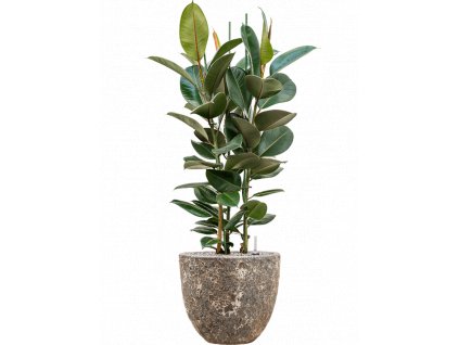 43131 1 ficus elastica robusta v obalu baq lava substrat vulkastrat prumer 36 cm