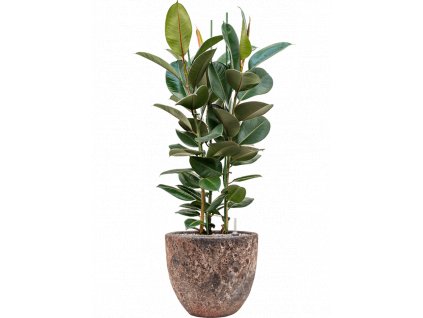 43134 1 ficus elastica robusta v obalu baq lava substrat vulkastrat prumer 36 cm