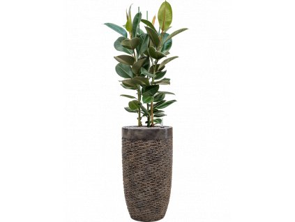 43140 1 ficus elastica robusta v obalu baq luxe lite universe layer substrat vulkastrat prumer 38 cm