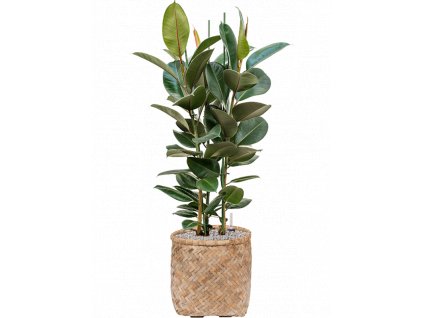 43143 1 ficus elastica robusta v obalu bohemian substrat vulkastrat prumer 37 cm