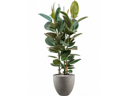 43146 1 ficus elastica robusta v obalu grigio substrat vulkastrat prumer 40 cm