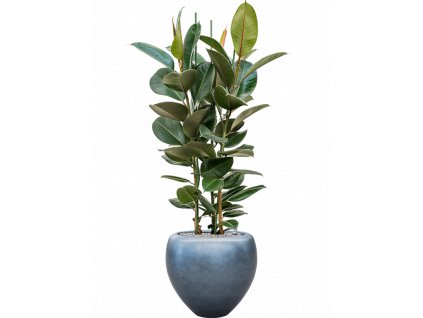 43161 1 ficus elastica robusta v obalu baq metallic silver leaf substrat vulkastrat prumer 50 cm