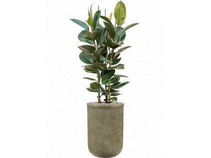 43191 1 ficus elastica robusta v obalu baq vertical rib substrat vulkastrat prumer 45 cm