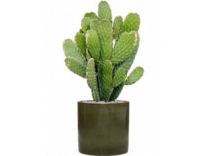 43212 1 opuntia consolea v obalu cylinder substrat vulkastrat prumer 30 cm