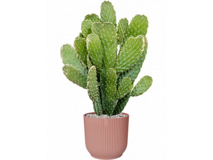 43215 1 opuntia consolea v obalu vibes fold substrat vulkastrat prumer 25 cm