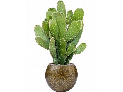 43221 1 opuntia consolea v obalu capi lux terrazzo substrat vulkastrat prumer 29 cm