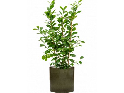 43239 1 ficus microcarpa moclame v obalu cylinder substrat vulkastrat prumer 30 cm