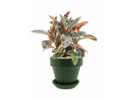 43245 1 ficus elastica belize v obalu urbann substrat vulkastrat prumer 30 cm