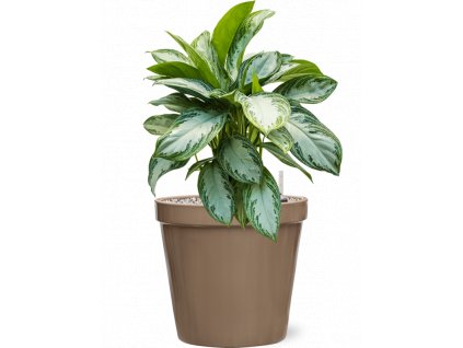 43263 1 aglaonema silver bay v obalu feliz substrat vulkastrat prumer 28 cm