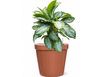 43266 1 aglaonema silver bay v obalu feliz substrat vulkastrat prumer 28 cm