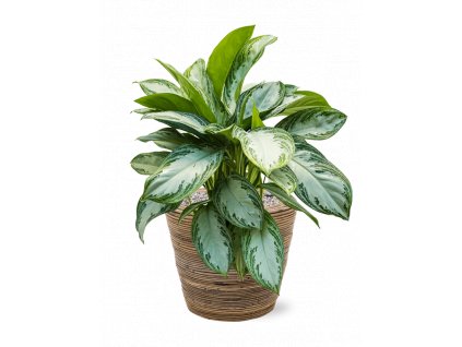 43269 1 aglaonema silver bay v obalu drypot rattan stripe substrat vulkastrat prumer 38 cm