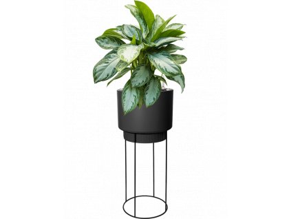 43272 1 aglaonema silver bay v obalu b for studio substrat vulkastrat prumer 29 cm