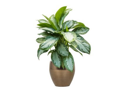 43278 1 aglaonema silver bay v obalu amora substrat vulkastrat prumer 26 cm