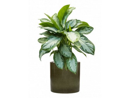 43287 1 aglaonema silver bay v obalu cylinder substrat vulkastrat prumer 30 cm