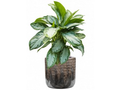 43299 1 aglaonema silver bay v obalu baq luxe lite universe comet substrat vulkastrat prumer 33 cm