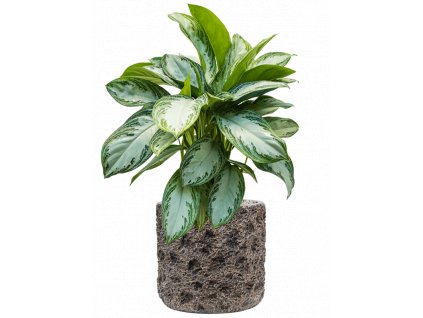 43302 1 aglaonema silver bay v obalu baq luxe lite universe moon substrat vulkastrat prumer 33 cm