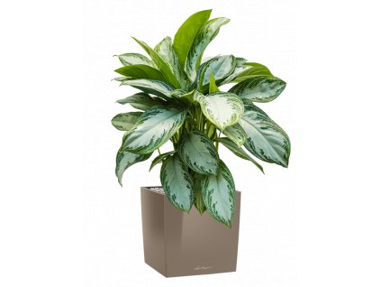 43308 1 aglaonema silver bay v obalulechuza cube premium substrat vulkastrat prumer 30 cm