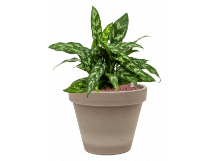 43311 1 aglaonema maria v obalu terra cotta hydroponie prumer 24 cm