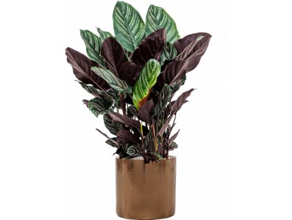 43329 1 calathea sanderiana v obalu cylinder substrat vulkastrat prumer 30 cm