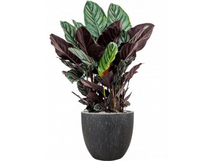 43335 1 calathea sanderiana v obalu baq raindrop substrat vulkastrat prumer 37 cm