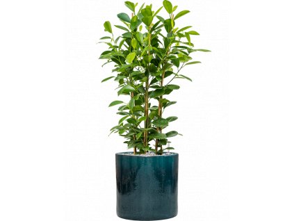 43338 1 ficus microcarpa moclame v obalu cylinder substrat vulkastrat prumer 30 cm