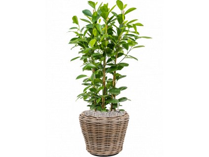 43341 1 ficus microcarpa moclame v obalu drypot rattan substrat vulkastrat prumer 36 cm