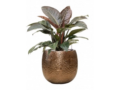 43413 1 philodendron imperial red v obalu marly substrat vulkastrat prumer 41 cm