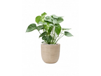 43431 1 monstera deliciosa v obalu capi waste rib nl substrat vulkastrat prumer 35 cm