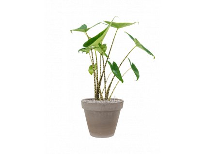 43557 1 alocasia zebrina v obalu terra cotta substrat vulkastrat prumer 35 cm