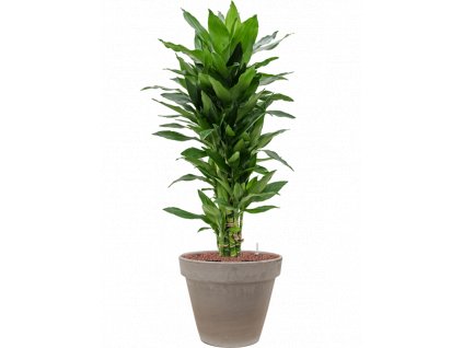 43593 1 dracaena fragrans janet lind v obalu terra cotta hydroponie prumer 35 cm