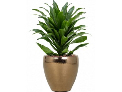 43599 1 dracaena fragrans compacta v obalu amora hydroponie prumer 21 cm