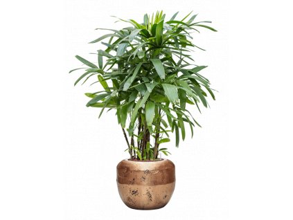 43623 1 rhapis excelsa v obalu baq opus raw hydroponie prumer 50 cm